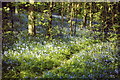 Bluebells, Greendene