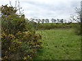 Gorse and rough grazing