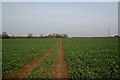 Stondon Massey fields