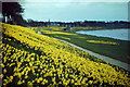 Daffodils by the Dee