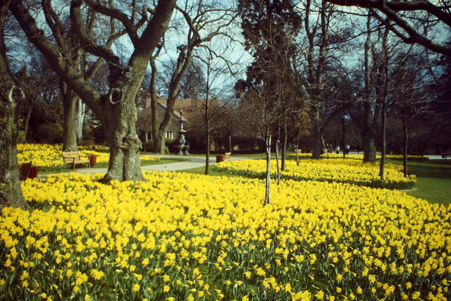 Daffodils in Hazlehead Park