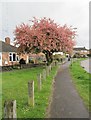 Tree in flower