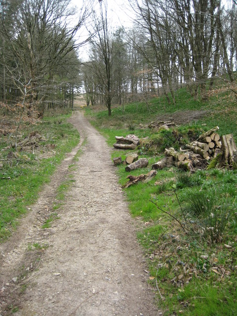 Footpath through Benecke Wood