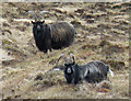 NM3698 : Wild Goats by Anne Burgess