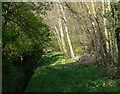 Trees on the edge of the Aylestone Playing Fields