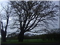 Tree by Stortford Road, Little Canfield