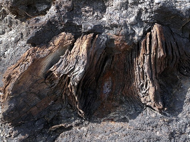 Tree trunk remains in ancient peat, Low Hauxley shore