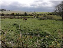 W3535 : Bull in a field by Neville Goodman