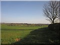 Field on Spruisty Hill