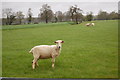 Sheep in field near Buckhurst Bridge