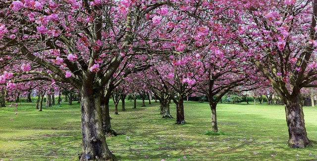 Flowering cherry trees in the grounds of... © Steve Fareham :: Geograph ...