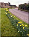 Daffodils at Sapperton