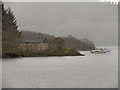 NS3786 : Inchmurrin, Loch Lomond by David Dixon