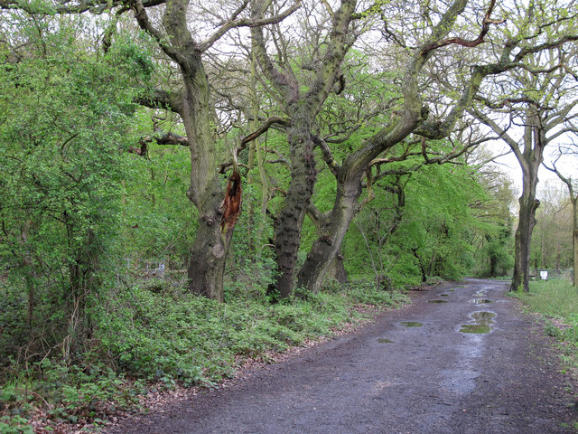Oaks on forest boundary