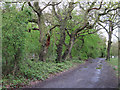 TQ4692 : Oaks on forest boundary by Roger Jones