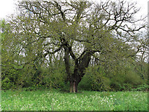 TQ4693 : Oak on the edge of the wood by Roger Jones