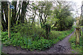 Bridleway, Coppleridge, Dorset