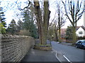 Captive tree on Mapperley Hall Drive