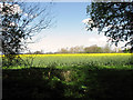 Oilseed rape north of Littly Wood, Ousden