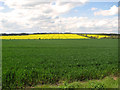 Farmland west of Hall Road, Hundon