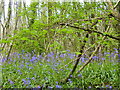 TQ9961 : Bysing Wood bluebells by pam fray