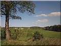 Towards the farms at Docken Bush