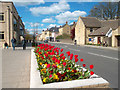 Tulips in Welch Way