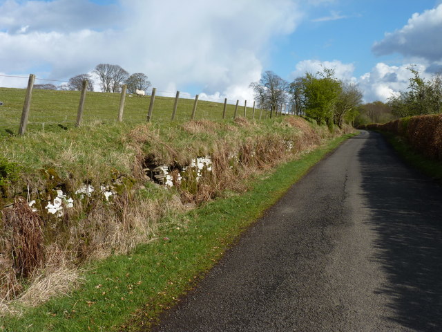 Overgrown stone wall © James Allan :: Geograph Britain and Ireland