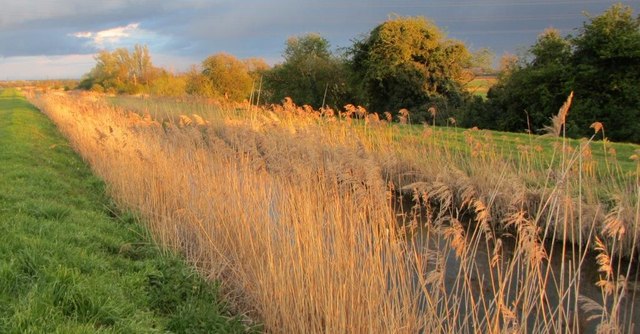 Sunlit reeds alongside Swaffham Bulbeck Lode