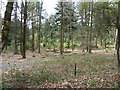 Mixed woodland by the road to Milland