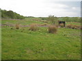 View towards Oxgangs