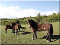 Darland Banks Horses