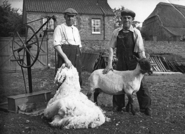Shearing sheep on The Peckover Estate, Wisbech