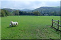 Sheep near Gorddinog