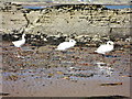 Swans on Whiting Bay Beach