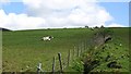 NR6610 : Ayrshires, Ormsary by Richard Webb