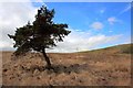 Tree near Brand Plantation