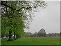 Lime trees, along Ham Street, Ham Common