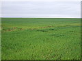 Farmland off Fallow Lane