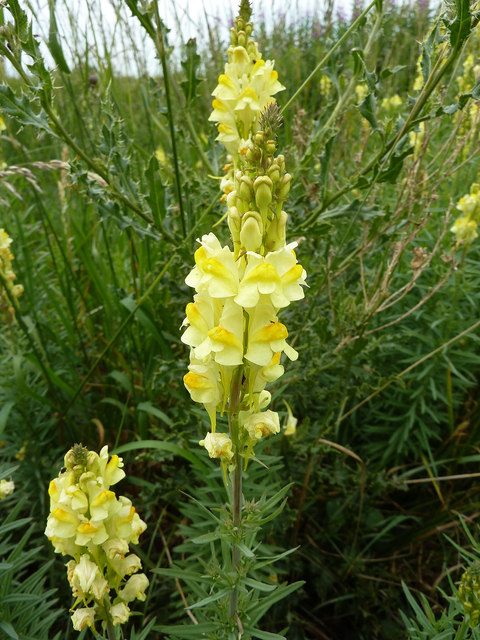 Common Toadflax © Richard Croft :: Geograph Britain and Ireland