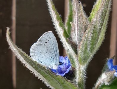 TQ1367 : Holly Blue butterfly on Green Alkanet, West Molesey by Stefan Czapski