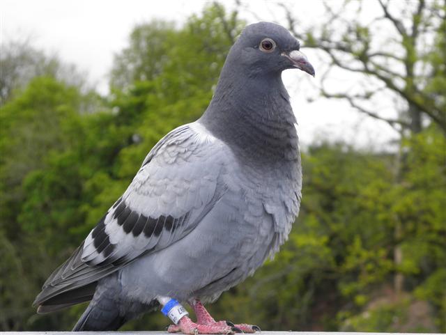 Homing pigeon, Omagh