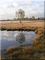 Wetland pond on mossland