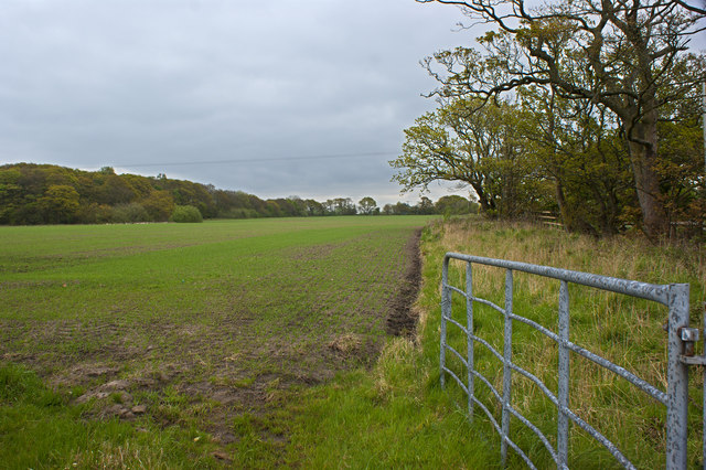 Field boundary - Big Wood in view