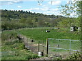 Emus at Brick Kiln Copse Farm