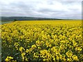 Rapeseed field near Holdworth Hall