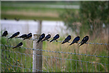 TF3638 : Swallows on barbed wire by David Lally