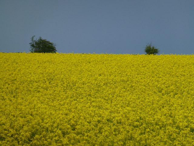 Yellow field under a blue sky