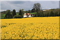 Oil-seed rape field near Ludford