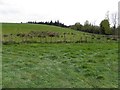 Land near Lissan House